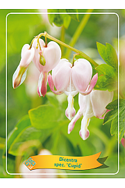 Dicentra spectabilis Cupid Ø11