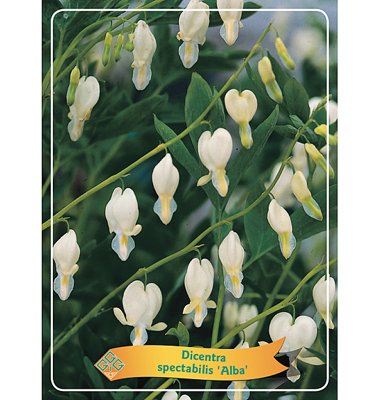 Dicentra spectabilis Alba Ø11