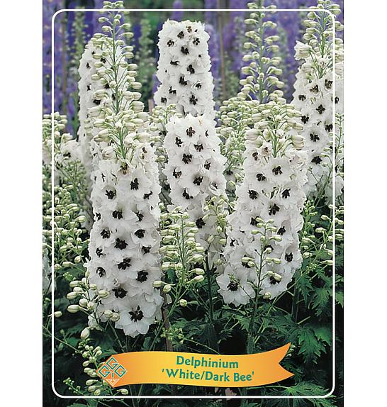 Delphinium White/Dark Bee Ø11