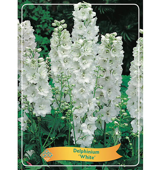 Delphinium White Ø11