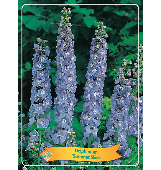 Delphinium Summer Skies Ø11