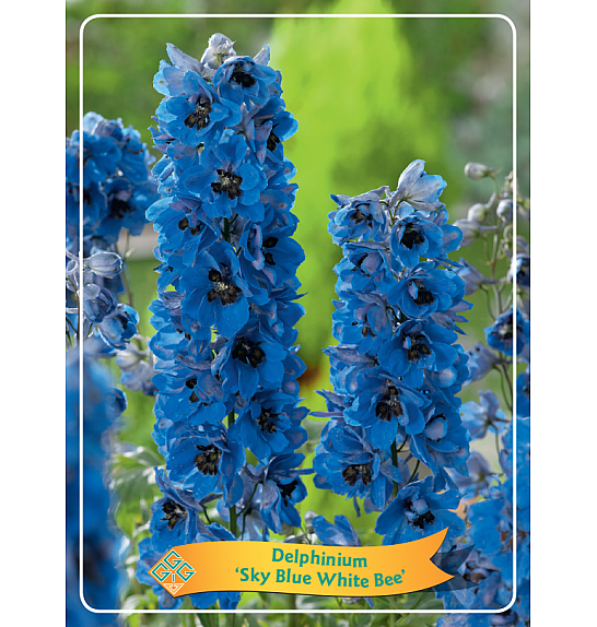 Delphinium Sky Blue White Bee Ø11