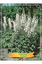 Delphinium Galahad Ø11
