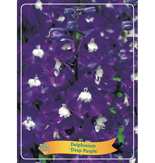 Delphinium Deep Purple Ø11