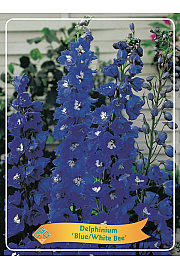 Delphinium Blue/White Bee Ø11