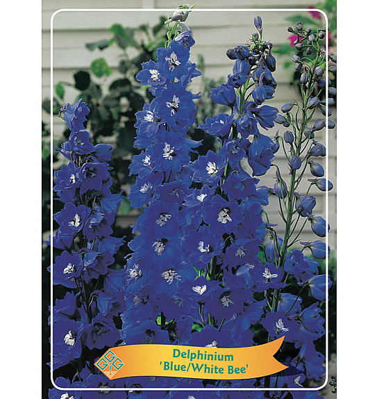 Delphinium Blue/White Bee Ø11