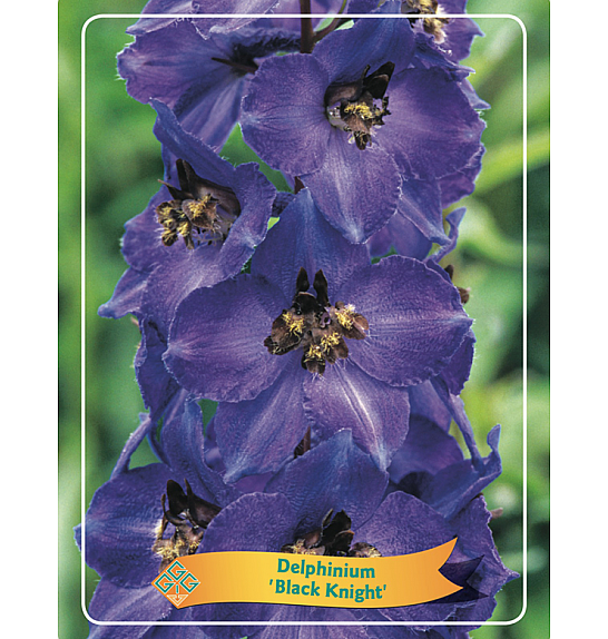 Delphinium Black Knight Ø11