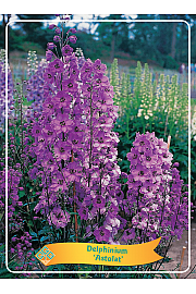 Delphinium Astolat Ø11
