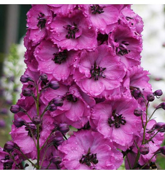 Delphinium Astolat Ø11