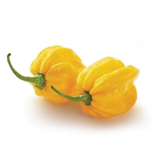Čili Yellow Devil (Scotch Bonnet) Ø10,5