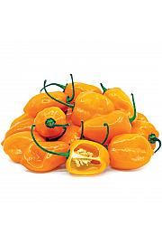 Narančasta vatrena čili papričica (Habanero) Ø10.5