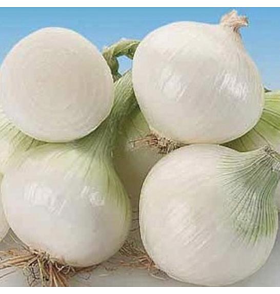 Čebula Tonda Musona kultipak 96/12