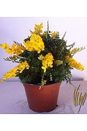Cytisus hybrid Ø14