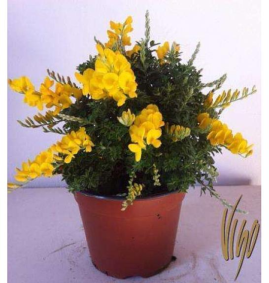 Cytisus hybrid Ø14