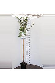 Cydonia oblonga Vranja C7.5 Lit. 175 -200 cm Na stabljici 100 cm