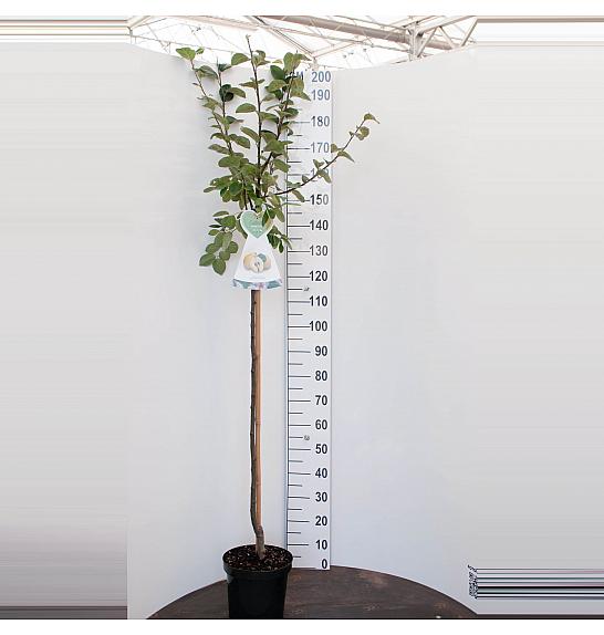 Cydonia oblonga Vranja C7.5 Lit. 175 -200 cm Na stabljici 100 cm