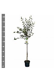 Cydonia oblonga Leskovačka C7,5 Lit. 175 -200 cm Na steblu 100 cm