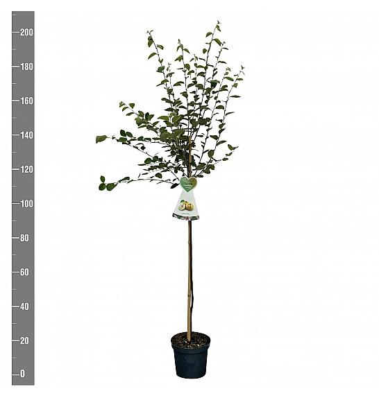 Cydonia oblonga Leskovačka C7,5 Lit. 175 -200 cm Na steblu 100 cm