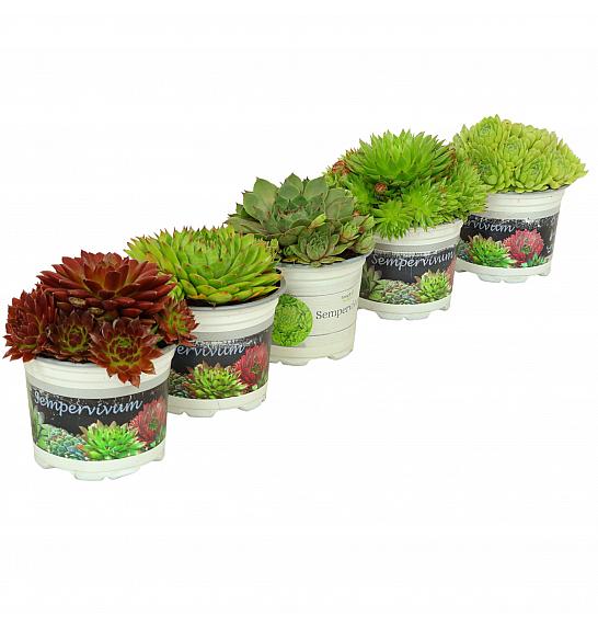 Sempervivum Ø 10,5 mix
