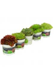 Trajnice Sempervivum Ø10,5 mix