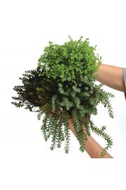 Trajnice Sedum Ø12 mix