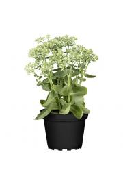Trajnice Sedum Herbstfreude Ø12