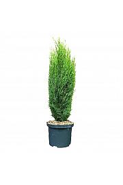 Cupressus sempervirens Totem C5 Lit. 40-50 cm