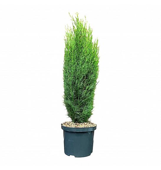 Cupressus sempervirens Totem C5 Lit. 40-50 cm