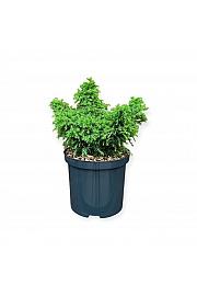 Cryptomeria japonica Yokohama C2,5 Lit. 25-30 cm