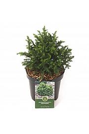 Cryptomeria japonica Vilmoriniana C2,5 Lit. 20-25 cm