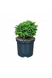 Cryptomeria japonica Vilmoriniana C2.5 lit. 20-25 cm