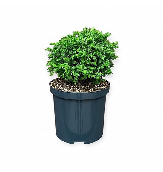 Cryptomeria japonica Vilmoriniana C2.5 lit. 20-25 cm