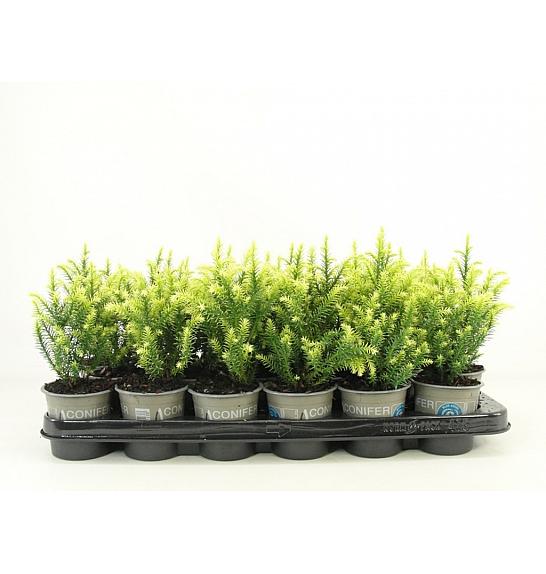 Cryptomeria japonica Vilmorin Gold Ø9