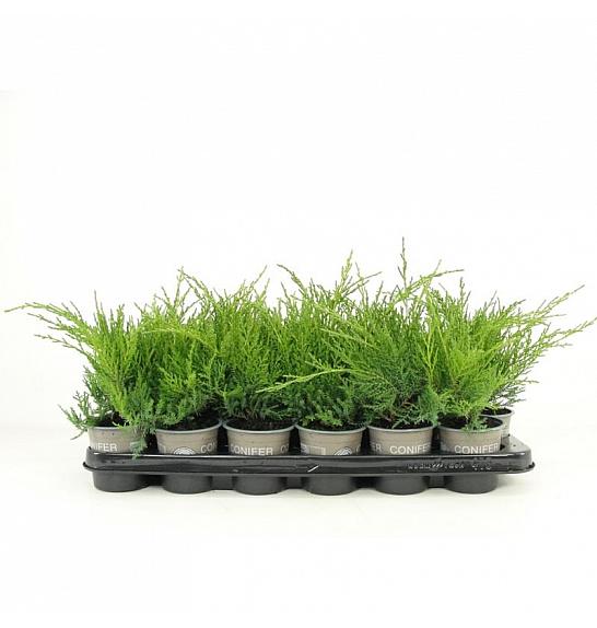 Cryptomeria japonica Vilmorin Gold Ø9