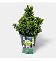 Cryptomeria japonica Twinkle Toes C2,5 Lit. 15-20 cm