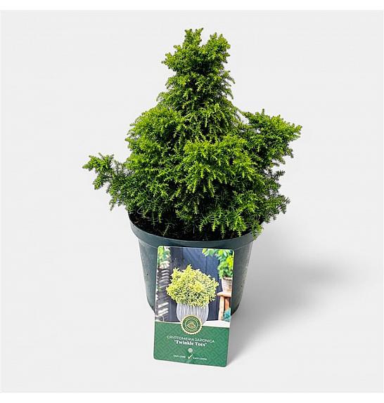Cryptomeria japonica Twinkle Toes G.A. C2,5 Lit. 15-20 cm