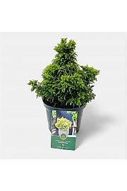 Cryptomeria japonica Twinkle Toes GA C2,5 lit. 15-20 cm