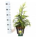 Cryptomeria japonica Sekkan C5 Lit. 40-50 cm