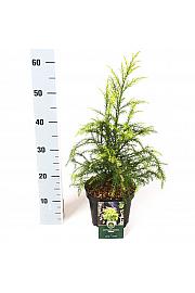 Cryptomeria japonica Sekkan C5 Lit. 40-50 cm