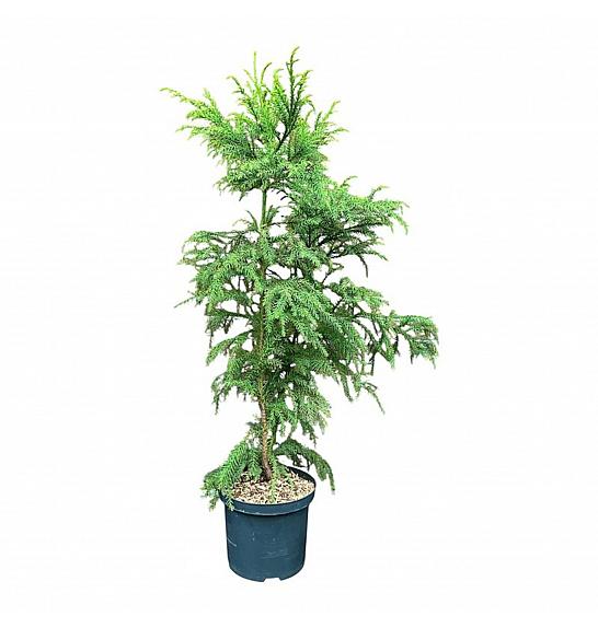 Cryptomeria japonica Sekkan C5 Lit. 40-50 cm