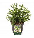 Cryptomeria japonica Little Champion C5 Lit. 30-40 cm