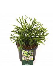 Cryptomeria japonica Little Champion C2,5 Lit. 25-30 cm