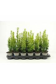 Cryptomeria japonica Green Pearl G.A. Ø9