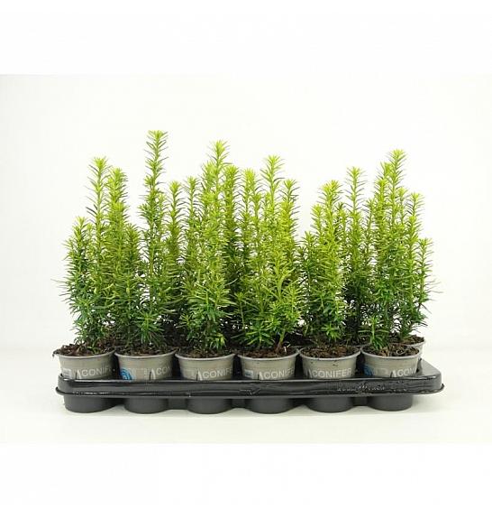 Cryptomeria japonica Green Pearl GA Ø9