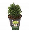 Cryptomeria japonica Green Pearl C2,5 Lit. 15-20 cm