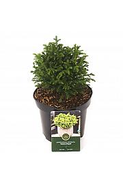 Cryptomeria japonica Green Pearl C2,5 Lit. 15-20 cm
