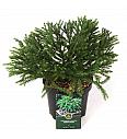 Cryptomeria japonica Globosa nana C2,5 Lit. 15-20 cm