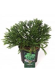 Cryptomeria japonica Globosa nana C2,5 Lit. 15-20 cm