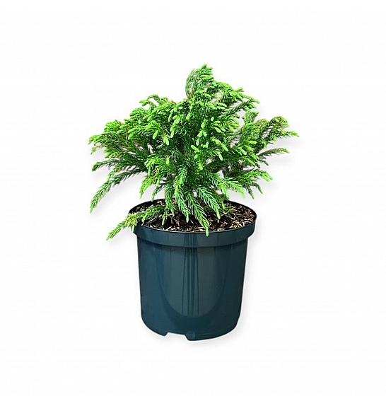 Cryptomeria japonica Globosa nana C2.5 Lit. 15-20 cm