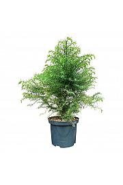 Cryptomeria japonica Elegans Viridis C5 Lit. 50-60 cm